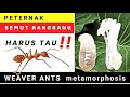 Ini Yang Terjadi Pada Semut Rangrang ️
