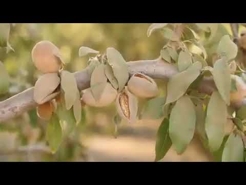 Technology Of Cultivation And Harvest Almonds  Almond Nut Packing Factory