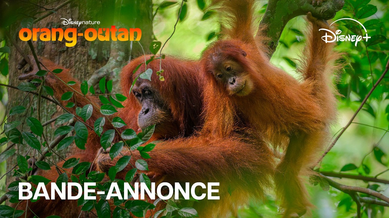 Miniature de la vidéo Orang-outan - Bande-annonce officielle (VOST) | Disney+ du film Orang-outan