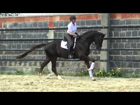 Deep Purple, 3-jähriger Hengst von Stoiber SN - Katamaran xx