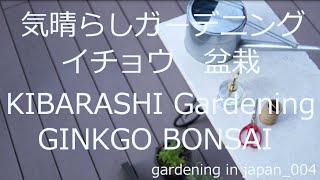 気晴らしガーデニング イチョウ 盆栽 見るだけ 小さな庭 5月 春　Kibarashi Gardening GINKGO BONSAI Small Garden May Spring