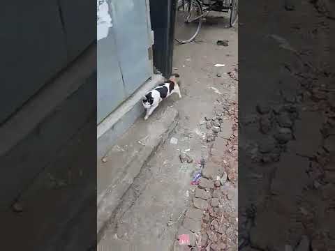 cat funny video 13 #shorts  #rajib  #cats