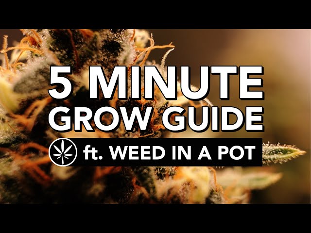 Vídeo relacionado con The Micro Grow: A step-by-step guide to growing happy cannabis flower in small spaces (English Edition)