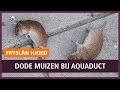 REPO: Honderden muizen overleven klim bij aquaduct Jeltesleat niet.