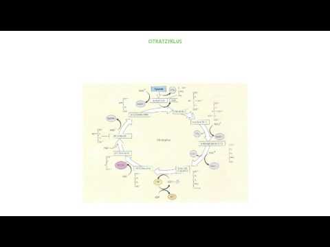 Citratzyklus |JUNG-PFLEGEN.de