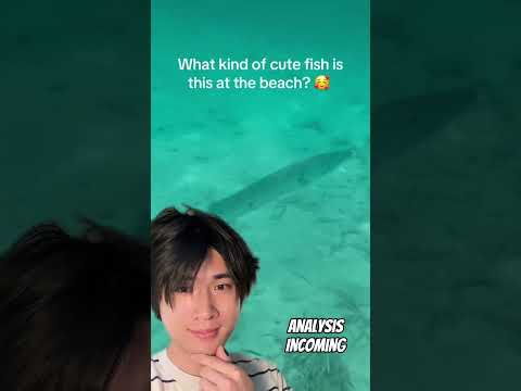 Not so cute fish