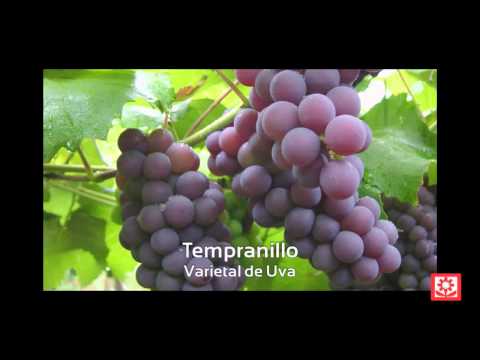 Descorche su Region | Terras de Cigarron - Godello | Ribera del Duero - Tempranillo