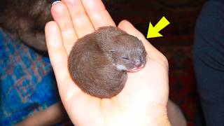 Man Raised An Orphaned Weasel & Set It Free — What It Did At The Open Door Made Him Cry!