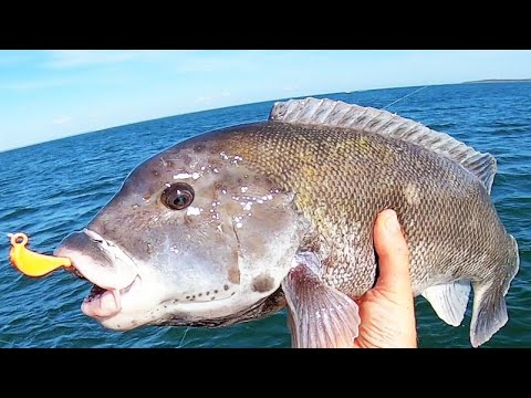Awesome Blackfish and Sea Bass Jigging in Wind And Current!