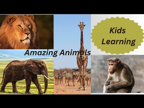 Akhi Identifying Animals...🐯🐒 #Amazing animals # Animal World # Kids Learning # Shorts