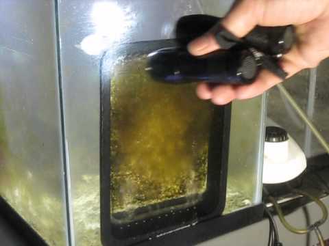 Santa Monica Filtration HOG1.3 Upflow Algae Scrubber - First 7 Days Growth in Saltwater