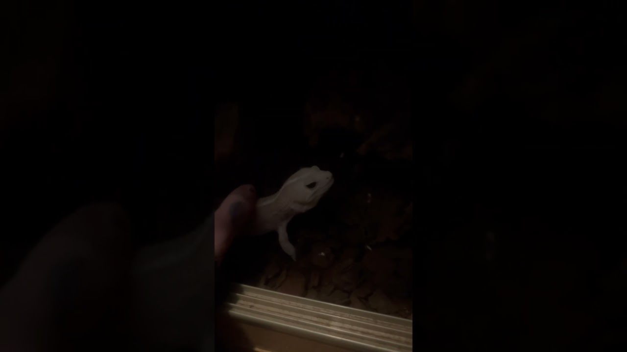 Grandpa the Striped Amel Fat Tail Gecko enjoying a stroke 😍