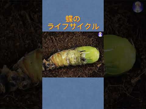 蝶のライフサイクル - 段階、特徴、好奇心 - 蝶の寿命