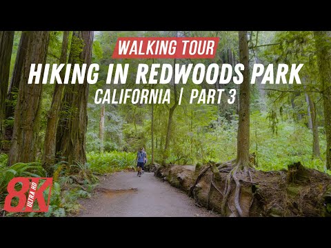 8K HDR Exploring Redwood Forest during Treadmill Workout - Hiking the Grove of Titans Trail - Part 3