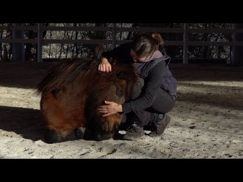 CAVALCAILVENTO - Una vita da cavallo