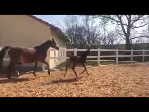 SF v. Eldorado v.d. Zeshoek - Catoki