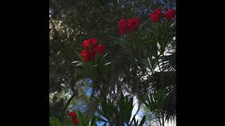 Use Somebody - Paramore (Kings Of Leon cover) Empty Arena Edit