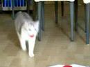 Cat Catching Ball