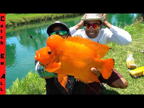 FISHING for MUTANT GIANT RIVER CHICKEN! **Not ClickBait**