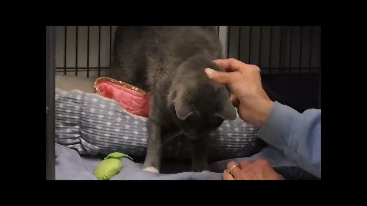 CHICK-A-DEE, a ADOPTABLE Domestic Short Hair in Ironwood, MI video 6/6