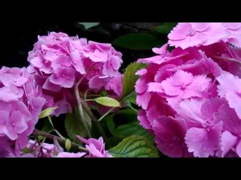 Sirenen  Walzer Op -164  Johann Strauss II