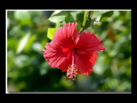 sevvanthiye sevvanthiye sethi onnu sollu sollu