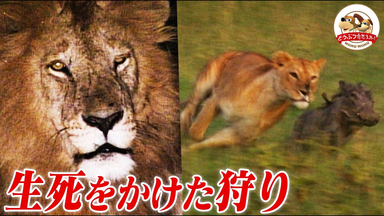 【無謀な狩り】キリンを襲うメスライオンたちの焦り！空腹のままサバンナをさまようオス２頭～バラバラになった群れの結末は？（マザーアフリカ・ライオン集団の試練③）【どうぶつ奇想天外／WAKUWAKU】