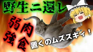 【ゆっくり実況】レート１９００を目指していた（過去形）…頭の悪いDTB実況！！【どうぶつタワーバトル】