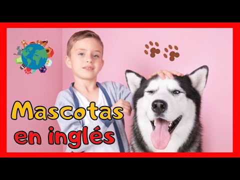 Las mascotas en inglés | Pets | English for kids 🗽