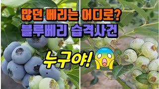 블루베리따기체험 블루베리 효능은 알고먹나?블루베니수확하는방법