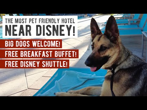The Most Pet Friendly Hotel Near Disney | TownePlace Suites by Marriott Property Review & Tour