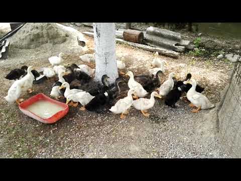 boboci rață românească la 4 săptămâni