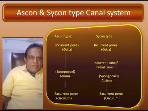 02  Sem I Zoology practical 01 episode 02 Porifera phylum 24 7 20