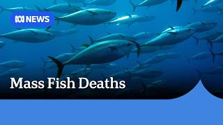 Australia investigates mass tuna deaths off South Australian coast