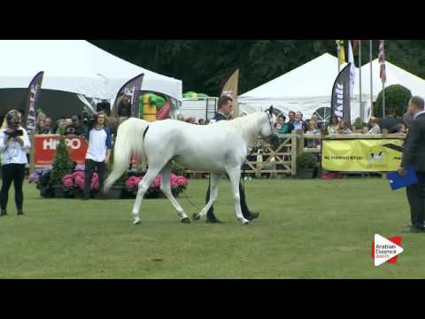 N.274 MARWA BT. EL NOR - Bruges 2016 - Straight Egyptian Senior Mares (Class 116)