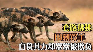 命运坎坷的非洲野狗，为了生存套路狒狒、围剿羚羊，纪录片  #动物世界 #自然传奇 #大自然 #動物 #動物故事 #野生動物 #動物反殺 #万物有光
