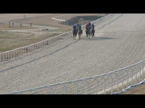 2022.03.27. 08. futam - NYERETLENEK VERSENYE (V.kat.) (szintetikus pálya)