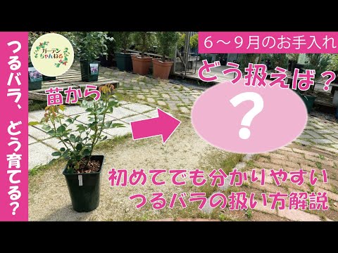 つる性のツタをいつどのように剪定するのですか？家や庭を邪魔しない美しい植物を育てるためのヒント  庭園
