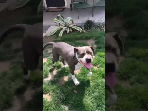 Buddy Guy, an adopted American Staffordshire Terrier & Pit Bull Terrier Mix in Burbank, CA_image-1