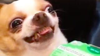 DOG LOVES GUM! | FUNNY ANIMALS