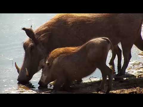 Djuma: Warthogs - 10:21 - 07/29/19