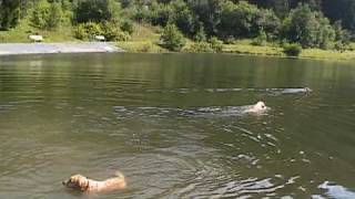 preview picture of video 'Urlaub Hundeparadies Müllneralm 2008, badende Hunde im Bergsee'