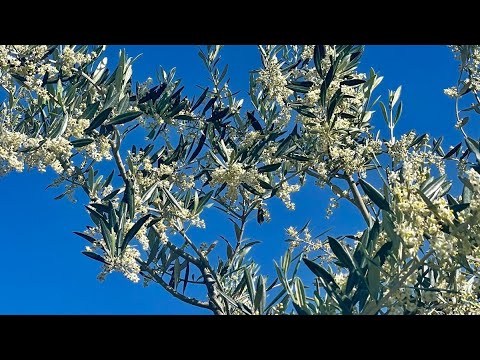 Predavanje o uzgojnom obliku masline "Polikonična vaza"