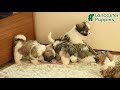 Malshi dogs for sale: Fern - Video 1