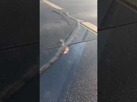 Korowódka pniówka. Gąsienice idą gęsiego.  Niesamowite zjawisko!