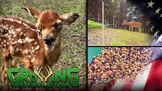 Impact of Ticks on White-tailed Deer | New Food Plot Pointers (#449) @GrowingDeer.tv