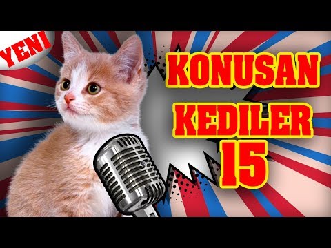 Konuşan Kediler 15 - En Komik Kedi Videoları 🐶🐱