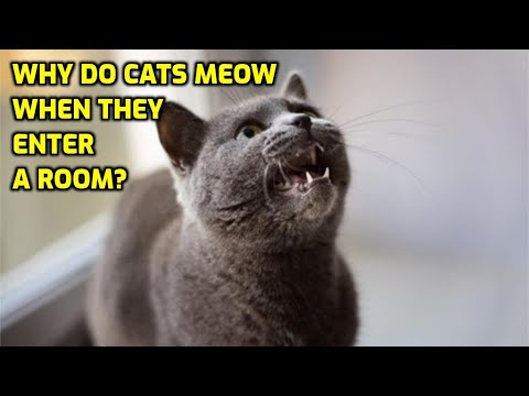 Why Do Cats Announce Themselves?