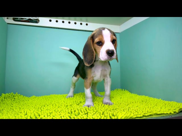 (子犬) 犬種：ビーグル 男の子 ブリーダー マロニエケンネル　MARRONNIER KENNEL k3751の画像