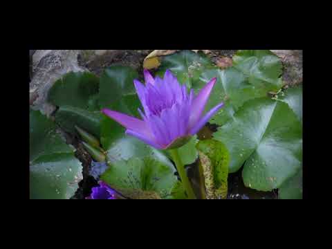 Biooming Blue lily Flower Time Lamp